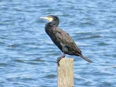 Phalacrocorax carbo hanedae