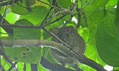Rattus