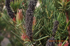 Leucadendron nobile