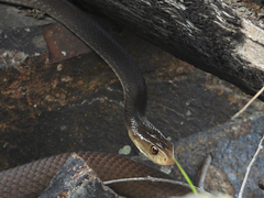 Oxyuranus scutellatus