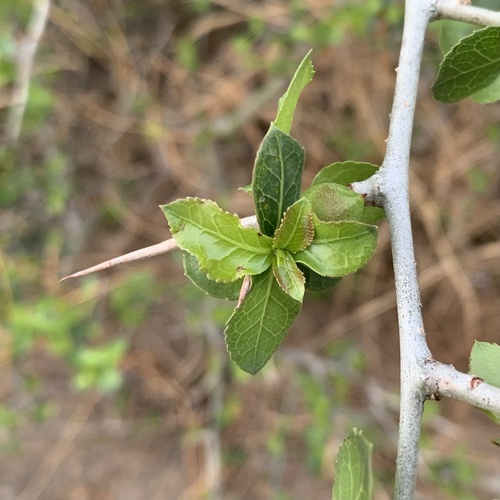 Commiphora glandulosa image