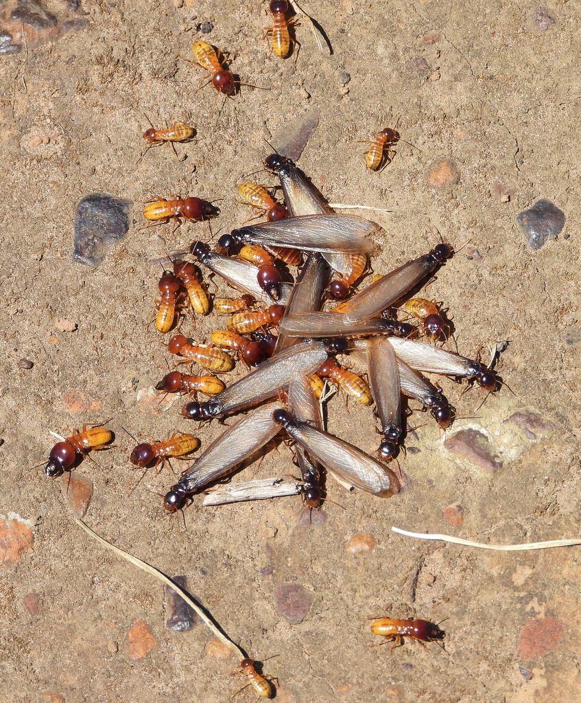 Harvester Termites