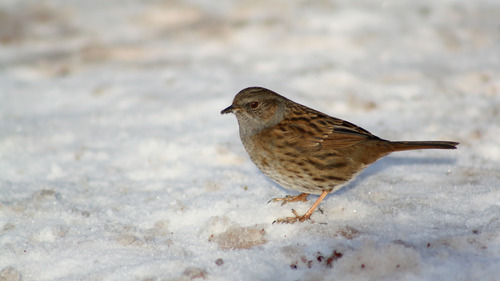 Prunella modularis