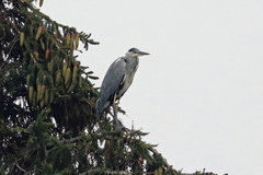 Ardea cinerea