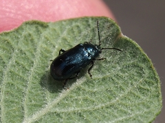Phratora vitellinae