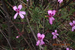 Pelargonium laevigatum diversifolium