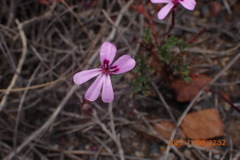 Pelargonium laevigatum diversifolium