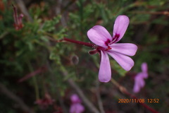 Pelargonium laevigatum diversifolium
