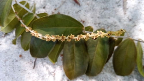 Dioscorea soso (Dioscorea soso)