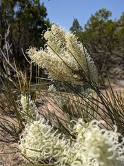 Grevillea pterosperma
