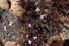 Pelargonium laevigatum