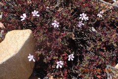 Pelargonium laevigatum