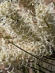 Grevillea pterosperma