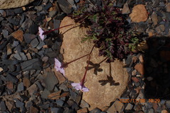 Pelargonium laevigatum