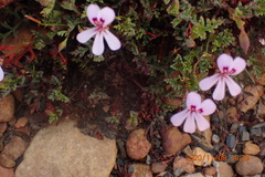 Pelargonium laevigatum