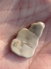 Mesocentrotus franciscanus