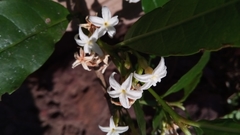 Mascarenhasia