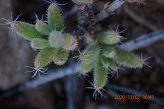 Trichodiadema setuliferum