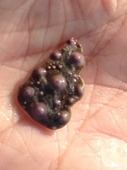 Mesocentrotus franciscanus