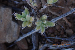 Trichodiadema setuliferum