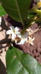 Mascarenhasia
