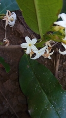 Mascarenhasia