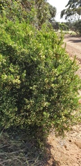 Acacia rupicola