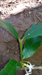 Mascarenhasia