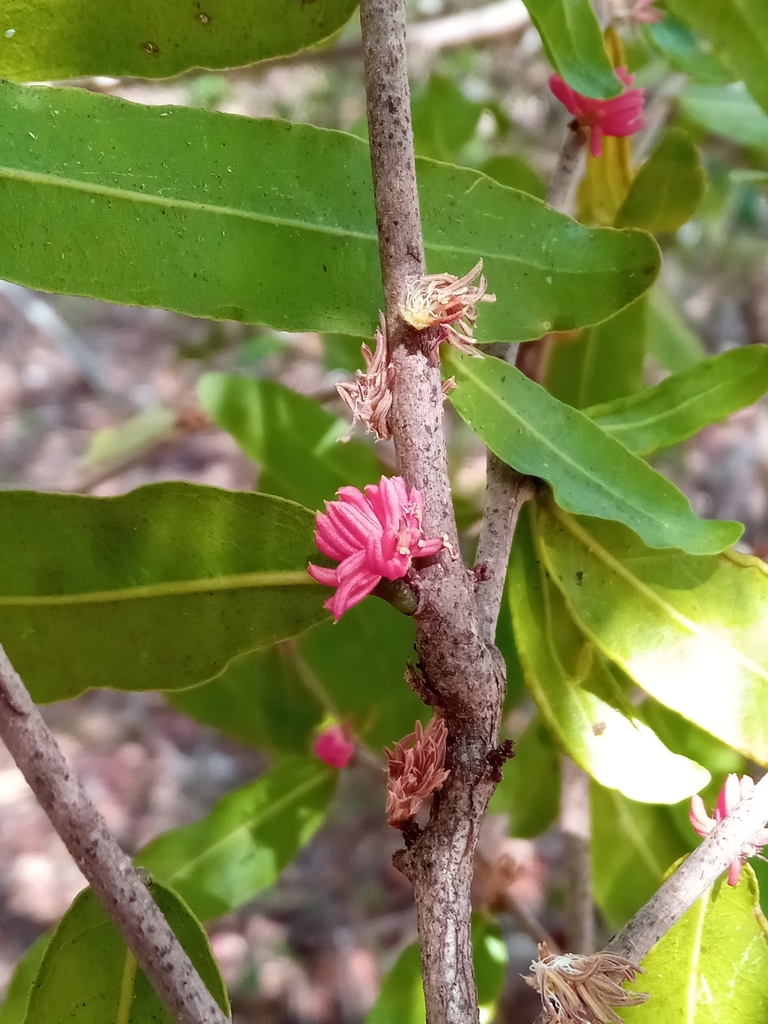 Physena sessiliflora