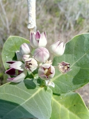 Calotropis procera image