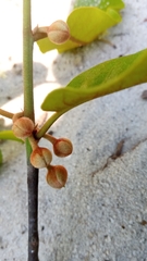 Capurodendron