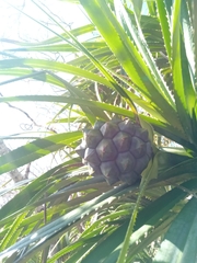 Pandanus analamerensis