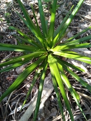 Pandanus analamerensis