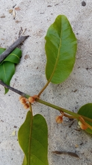 Capurodendron