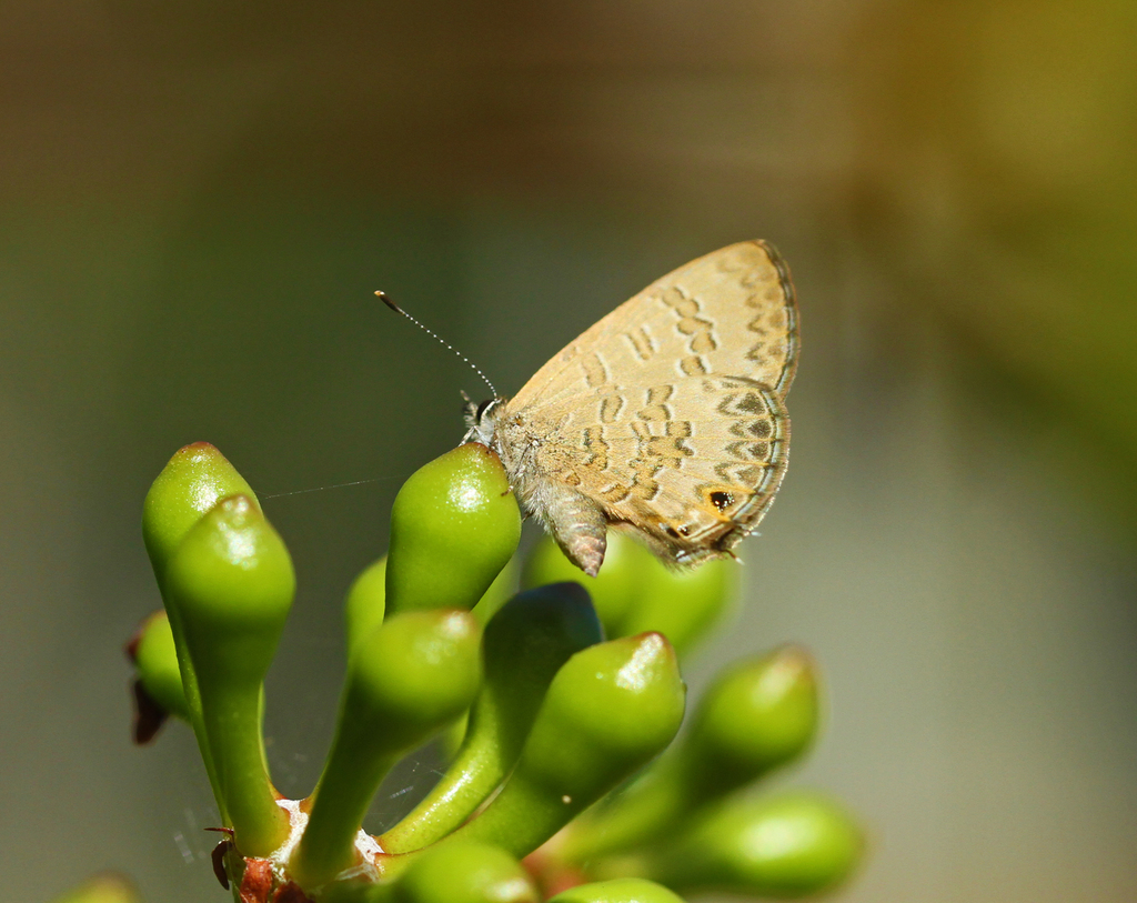 Short-tailed Line-blue