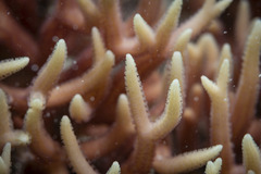 Seriatopora hystrix