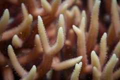 Seriatopora hystrix