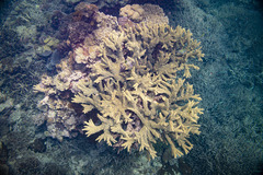 Acropora florida
