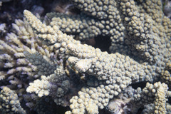 Acropora florida