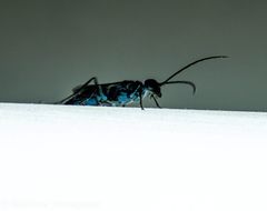 Trirogma caerulea