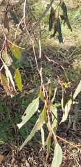 Eucalyptus leucoxylon leucoxylon
