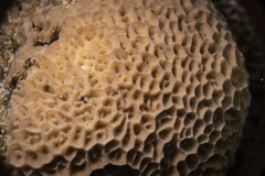 Gardineroseris planulata