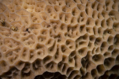 Gardineroseris planulata