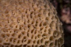 Gardineroseris planulata