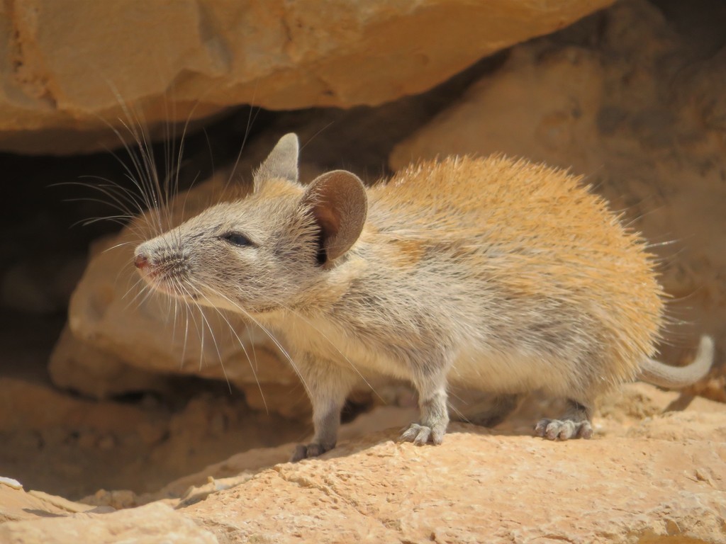 Golden Spiny Mouse