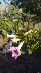 Mansoa alliacea