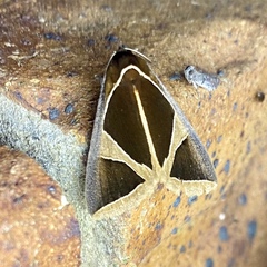 Agamana conjungens