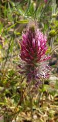 Trifolium purpureum