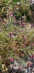 Trifolium purpureum