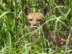 Canis aureus